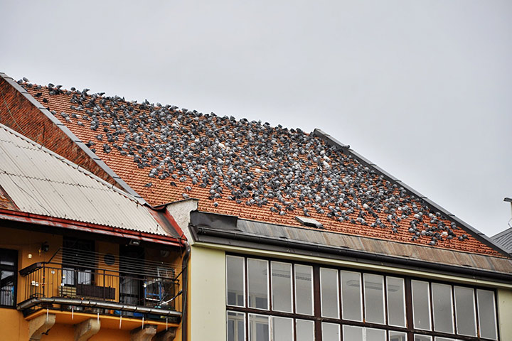 A2B Pest Control are able to install spikes to deter birds from roofs in Towcester. 