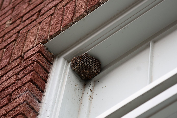 We provide a wasp nest removal service for domestic and commercial properties in Towcester.